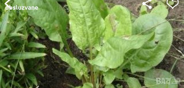 Семе от щавляк 💥, снимка 1