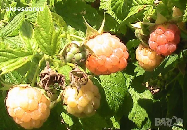 20 качествени Семена от Британска Есенна Златна Малина Златни наситени Сладки Малини плодове , снимка 6 - Сортови семена и луковици - 50222806