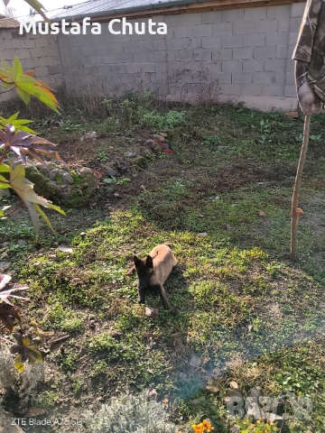 Prodavam belgiska ovcarka na 5  meseca