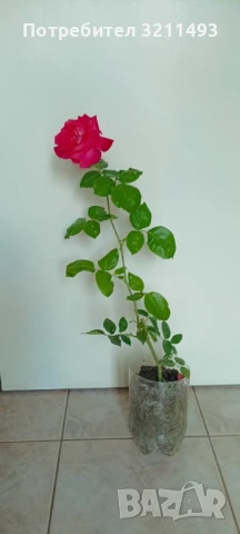 Продавам рози. Храстовидни, снимка 4 - Градински цветя и растения - 50595936