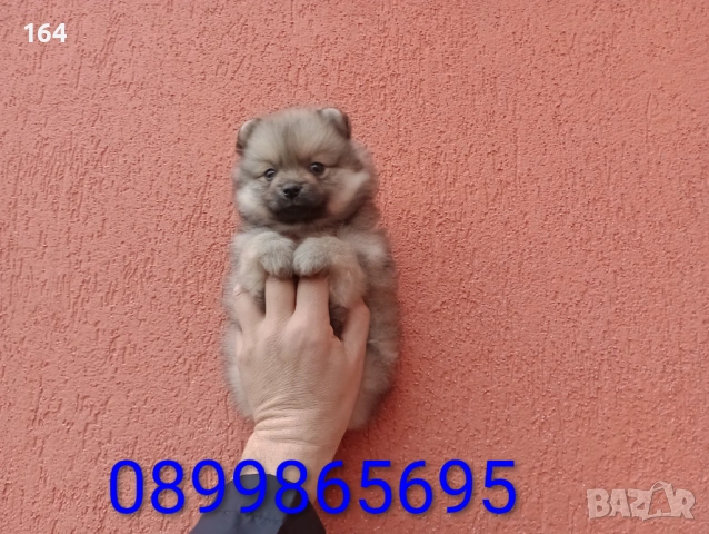 Мъжки Померани. Снимки от 18.02.26 г. , снимка 4 - Померан - 53523431