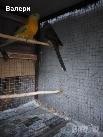 Продавам розели и пойни папагали, снимка 6 - Папагали - 44016654