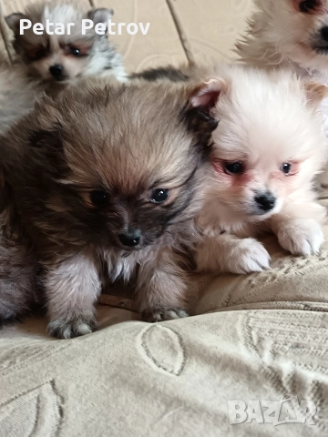 Шпиц мини , снимка 3 - Шпиц - 52812758