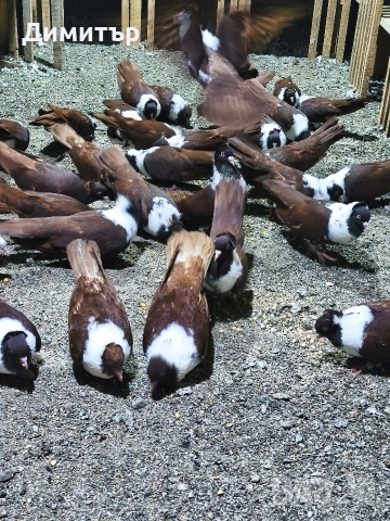 10 чифта Чирпански гълъби 