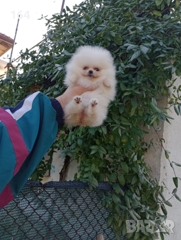 Мини момиченце. Померан. Реални снимки от 19.12.25 г, снимка 9 - Померан - 52809054