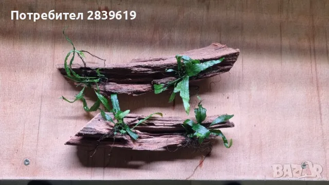 Мангрови корени декорирани с микрозоруми , снимка 4 - Оборудване за аквариуми - 48765436