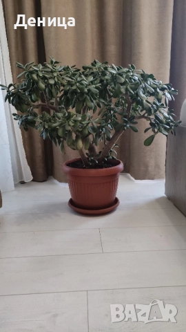 Дърво на живота, 75 см, снимка 9 - Стайни растения - 51717939