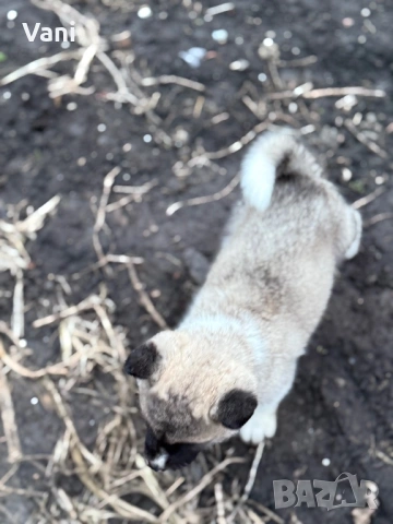 Америкаска акита , снимка 8 - Акита - 53493494