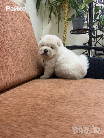 мъжки чау чау, снимка 2 - Чау Чау - 53414331