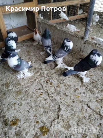 Продавам балони померани готови за ешаване, снимка 2 - Гълъби - 36844489