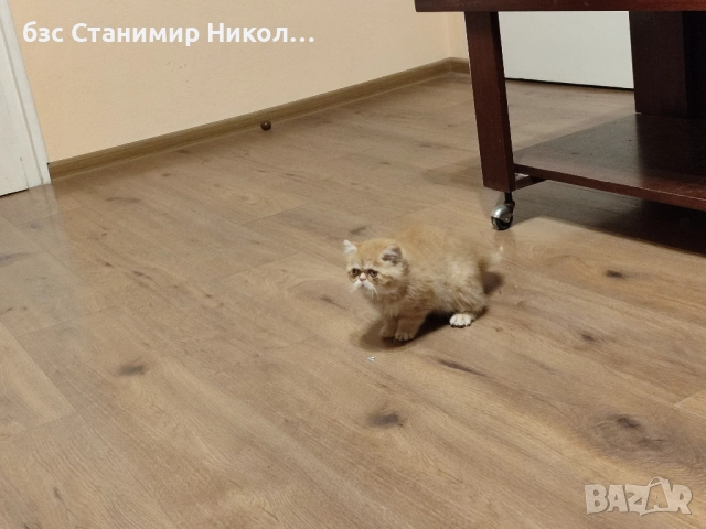 Женско екзотично персийско коте на 4 месеца., снимка 4 - Персийска - 52881164