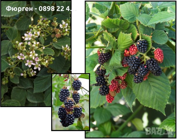   Къпина Блек Сатин -Rubus Fruticosus Black Satin, снимка 4 - Разсади - 43331002