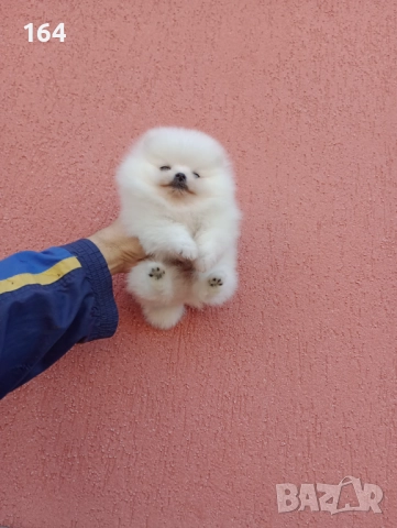 Чисто бяло момченце. Померан. Реални снимки!, снимка 2 - Померан - 52655911