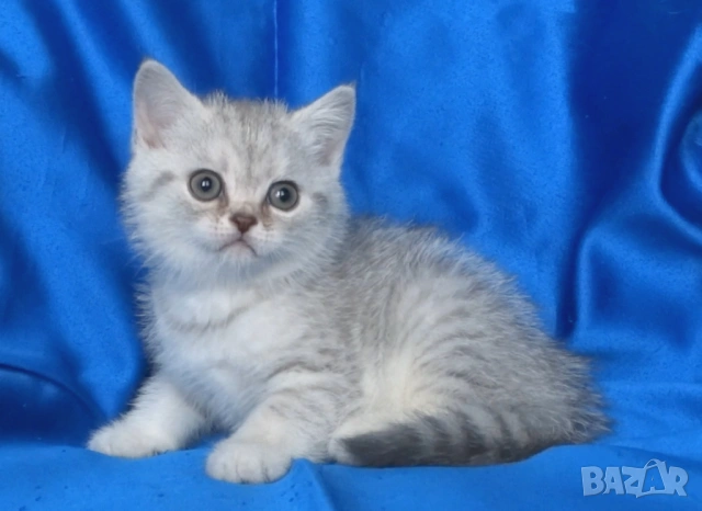 Британски късокосмести котата, снимка 3 - Британска късокосместа - 52373949