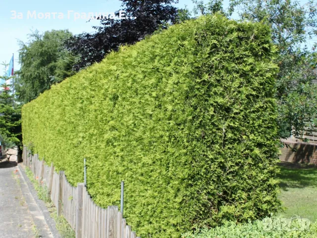 Западна Туя Брабант с Високо качество , снимка 3 - Градински цветя и растения - 49492242