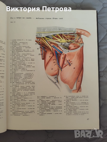 Атлас по топографска анатомия на селскостопанските животни Том 1, 2 и 3, снимка 14 - Специализирана литература - 52815137
