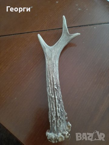 Рог от сръндак, снимка 2 - Декорация за дома - 39025708