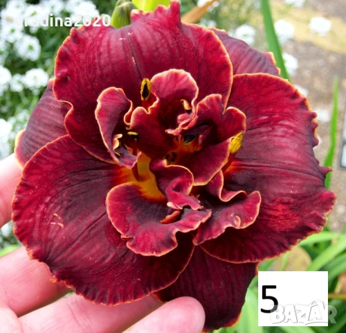 Хемерокалис Налични 5 вида, снимка 4 - Разсади - 50705358