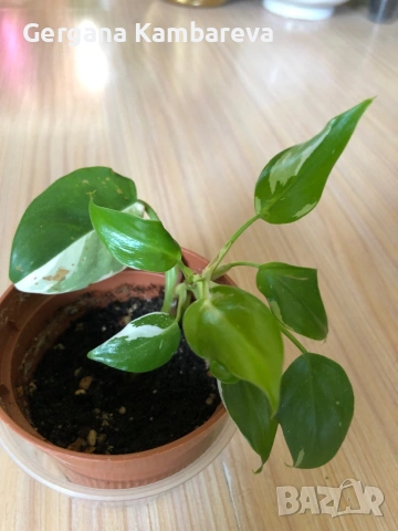 Philodendron White Princess , снимка 2 - Стайни растения - 53258430