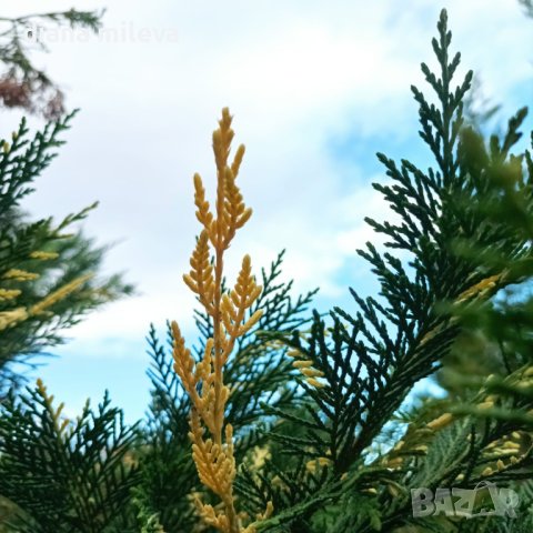 Кипарис Лейланди вариегатно, (Cupressocyparis leylandii 'Variegata'), снимка 2 - Градински цветя и растения - 43302260