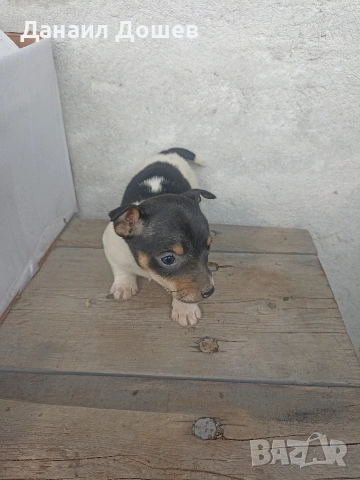 продавам Джак ръселчета