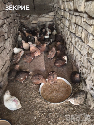 Продавам Домашни  Яйца  от Пъдпъдъци , снимка 3 - Други - 46928739