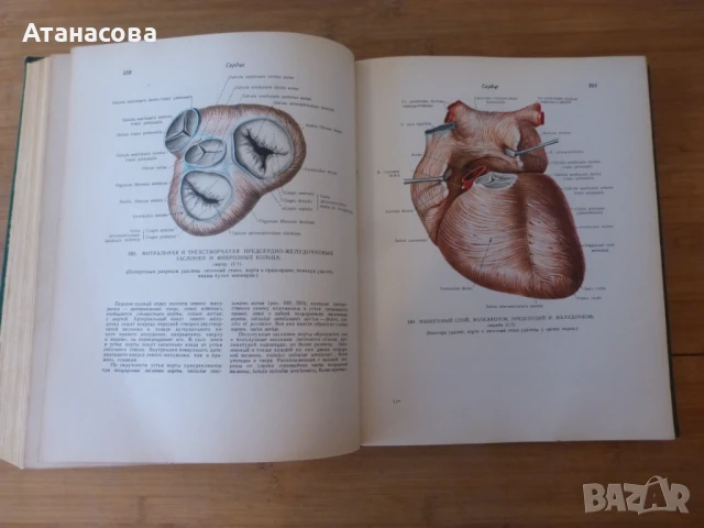 Атлас Анатомия на човека том 2 Синелников, снимка 6 - Енциклопедии, справочници - 50787735