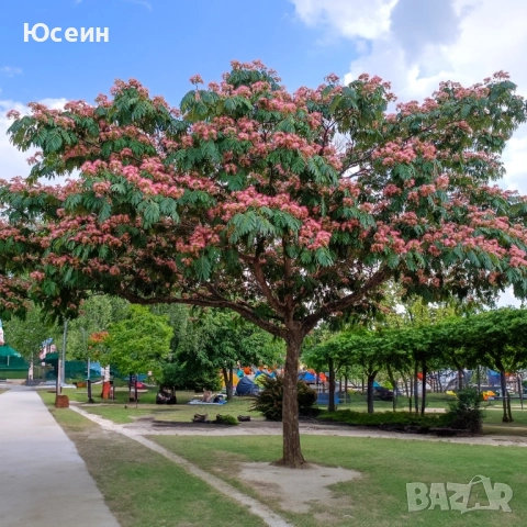 Фиданки от Албиция , снимка 3 - Градински цветя и растения - 51598315