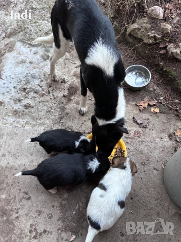 Кученца, снимка 7 - Други - 52733936