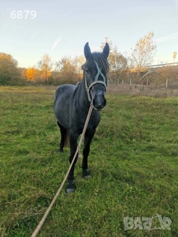 Продавам коне