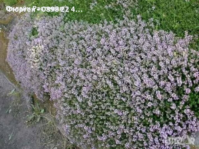 Билки и Подправки, снимка 8 - Разсади - 37006565