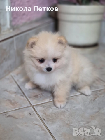Померан , снимка 2 - Померан - 52790450