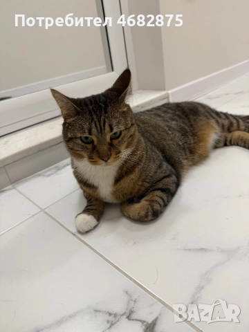 Спешно търси дом – ДОМАШЕН КОТАРАК, снимка 9 - Други - 52794447