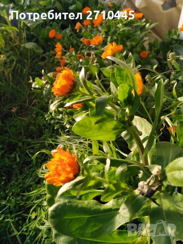 СЕМЕНА от домати, пипер, камби и др. , снимка 9 - Сортови семена и луковици - 42767392