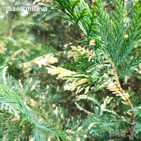 Кипарис Лейланди вариегатно, (Cupressocyparis leylandii 'Variegata'), снимка 4 - Градински цветя и растения - 43302260