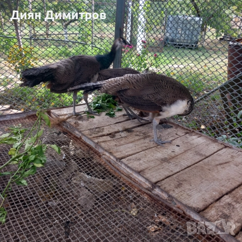 Индийски пауни, снимка 2 - други­ - 51785615