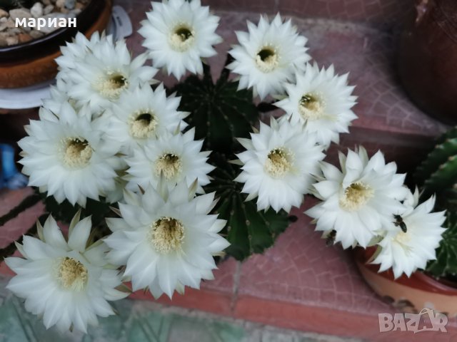Цъфтящ кактус Ехинопсис (Echinopsis eyriesii) различни големини, снимка 4 - Градински цветя и растения - 21695497