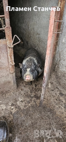 виетнамски прасета, снимка 3 - Дартс - 51886098