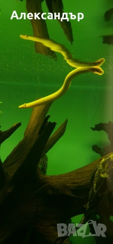 рибки и аквариум, снимка 7 - Рибки - 53109167