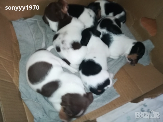 ДЖАК РЪСЕЛ КУЧЕНЦА 250ЛВ ЗА ЕДНО 0609251949, снимка 13 - Джак ръсел териер - 51628068