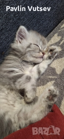 Момче и момиче, снимка 4 - Британска късокосместа - 52188611