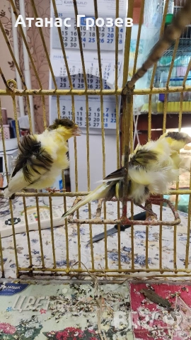 Продавам канари, снимка 17 - Канари - 53570041