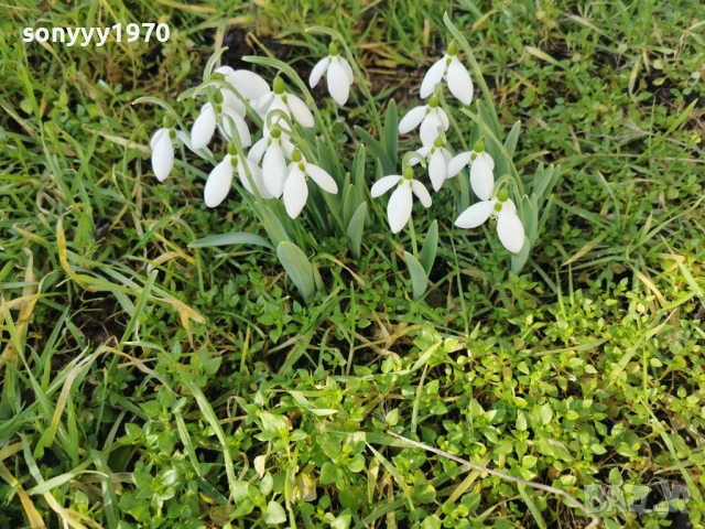 LOT КОКИЧЕТА ЗА МОМИЧЕТА 0902261847, снимка 16 - Градински цветя и растения - 53417887