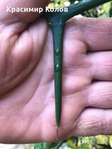 Портокал трилистен,Poncirus trifoliata, плодове, семена и растения, снимка 11 - Градински цветя и растения - 27077029