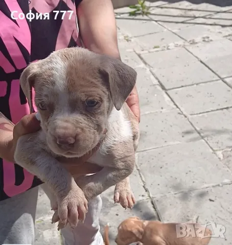 топ малки страхотни бебета от добри родители, снимка 7 - Питбул - 50029436