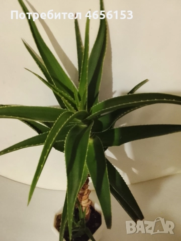 ГОЛЯМО АЛОЕ ВЕРА , снимка 3 - Стайни растения - 52901159