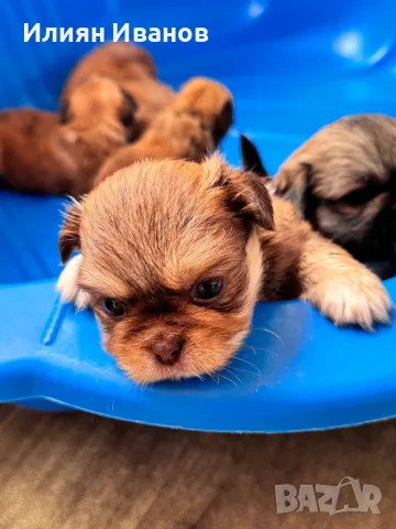 Мъжки пекинезчета, снимка 1