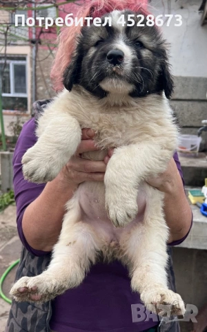 Продавам малки БОК, снимка 4 - Каракачанска овчарка - 53039372