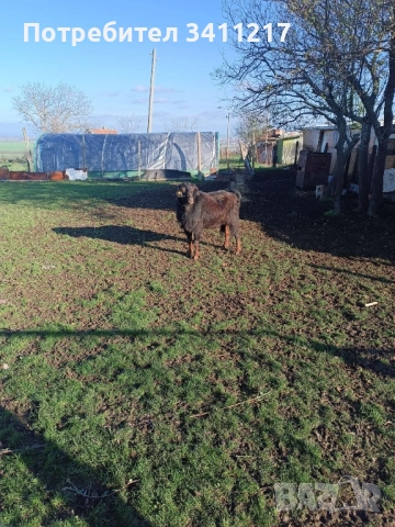 продавам пръч, снимка 2 - Кози - 52028404