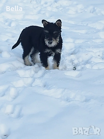 Мини шнауцер , снимка 8 - Други - 53119397